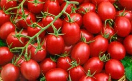 Яркое и вкусное украшение грядок — томат «Клюква в сахаре»