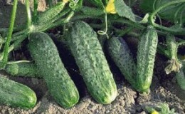 Неприхотливый, урожайный и вкусный огурец «Криспина» от голландских селекционеров