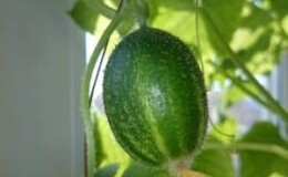 Необычные круглые огурцы «Чупа Щупс» для салатов и зимних заготовок
