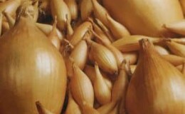 Высокоурожайный сорт лука, устойчивый к заболеваниям и вредителям «Бамбергер»