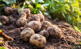 Лучшие сибирские сорта картофеля и полезные советы по их выращиванию