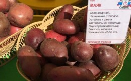 Среднеспелый сорт картофеля «Маяк» с хорошей адаптацией к условиям выращивания