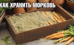 Лучшие способы, как хранить морковь после сбора урожая до весны