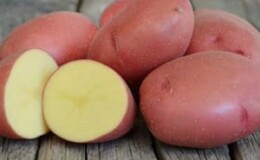 Среднеранний сорт картофеля «Красавчик» с потрясающим вкусом