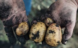 Популярный сорт картофеля с высокой урожайностью «Репанка»