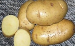 Любимый фермерами за простоту в уходе и урожайность сорт картофеля Ласунок