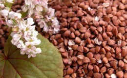 Что такое гречка продел, чем хороша и для каких блюд подходит