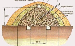 Как правильно хранить картошку без погреба в земле до весны