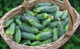 Когда лучше собирать огурцы, утром или вечером и от чего зависят особенности уборки урожая