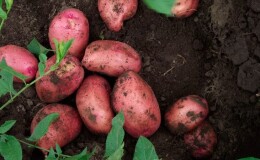 Вкусовые качества картофеля: какая картошка на вкус и от чего это зависит
