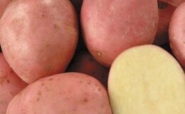 Перспективный, неприхотливый и урожайный сорт картофеля «Дезире» от голландских селекционеров