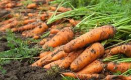 Сроки уборки урожая моркови в Сибири: когда лучше всего собирать