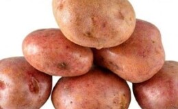 Устойчивый к заболеваниям столовый сорт картофеля «Кураж» из Голландии