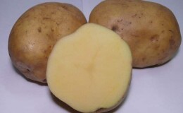 Неприхотливый к погодным условиям среднеспелый сорт картофеля «Рамос»