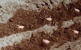 Навоз в качестве удобрения под картофель:  когда лучше вносить, осенью или весной