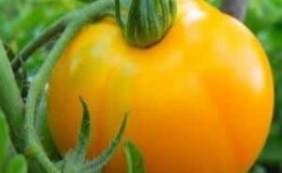 Рекордное содержание полезных веществ, яркий облик и насыщенный вкус — томат «Золотое сердце»