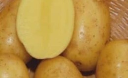 Раннеспелый столовый сорт картофеля Вега