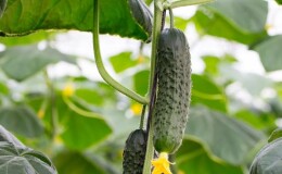 Сочные огурцы «Адам» с нежным сладковатым вкусом от голландских селекционеров