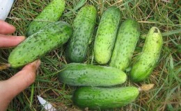 Раннеспелые огурцы «Парижский корнишон» для самых вкусных зимних заготовок