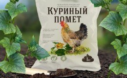 Правила подкормки огурцов куриным пометом в открытом грунте и теплице