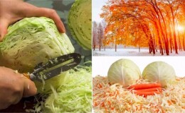 Лучшие сроки для заготовок: когда солить капусту в ноябре и как это правильно сделать