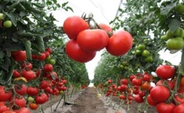 Какие бывают томаты: ключевые отличия и особенности выбора