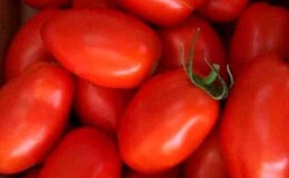 Один из лучших сортов для консервации — раннеспелый и высокоурожайный томат «Новичок»
