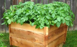Пошаговое руководство по выращиванию картофеля в ящиках и коробах