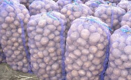 Какова урожайность картофеля с 1 га и как её повысить