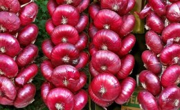 Чем так хорош ялтинский лук и как отличить его от подделки