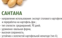 Среднеранний сорт картофеля «Сантана» с крупными клубнями
