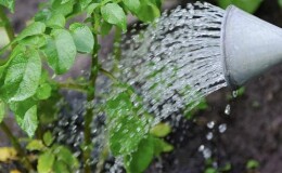 Правила полива картофеля во время цветения