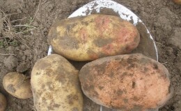 Высокоурожайный сорт картофеля «Ермак» с розоватой кожурой