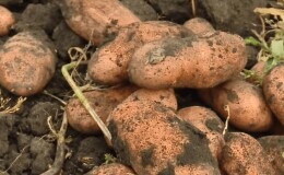 Неприхотливый сорт картофеля «Утро раннее»: смогут вырастить даже новички