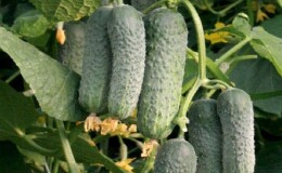 Обзор сорта огурцов «Мамлюк» для салатов и вкусных заготовок на зиму