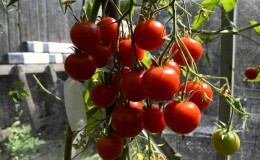 Миниатюрные кустики с крошками-помидорками — украшение грядки: томат «Карамель» и советы по его выращиванию