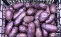 Неприхотливый сорт картофеля «Чугунка» для регионов с умеренным климатом и южных областей