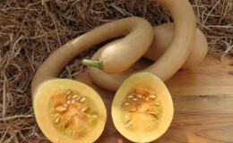 Вкусный и крайне необычный сорт мускатной тыквы «Тромбон»: как вырастить и куда применить урожай