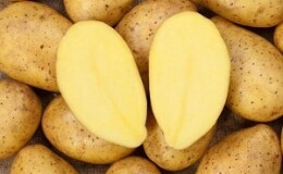 Неприхотливый к выращиванию и высоко урожайный сорт картофеля Эл Мундо