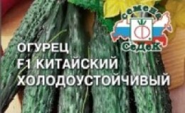 Гибрид огурцов «Китайский холодоустойчивый f1» для выращивания в регионах с суровым климатом