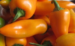 Очень яркий и удивительно вкусный перец «Лисичка» для заготовок, вкусных блюд и употребления в свежем виде
