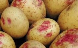 Урожайный, неприхотливый и устойчивый к болезням сорт картофеля «Иван да Марья»