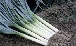 Пошаговая инструкция: как вырастить лук-порей рассадой
