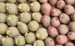 Что сделать, чтобы картошка не прорастала при хранении