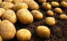 Как проверить наличие кадмия в картофеле, и чем он опасен для человека