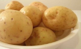 Скороспелый и неприхотливый сорт картофеля «Молли»