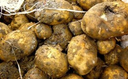 Что делать, если гниет картошка в погребе, почему это происходит и как предотвратить проблему