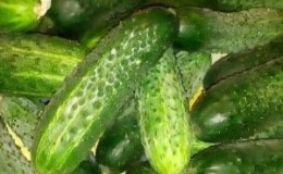 Чем хороши и как правильно вырастить огурцы «Барабулька» для вкуснейших заготовок на зиму