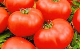 Неприхотливый, но очень вкусный сорт томатов «Чудо рынка» с богатым урожаем — любимец опытных огородников