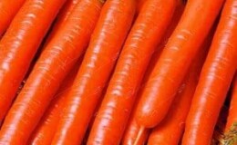 Неприхотливый сорт моркови Витаминная 6